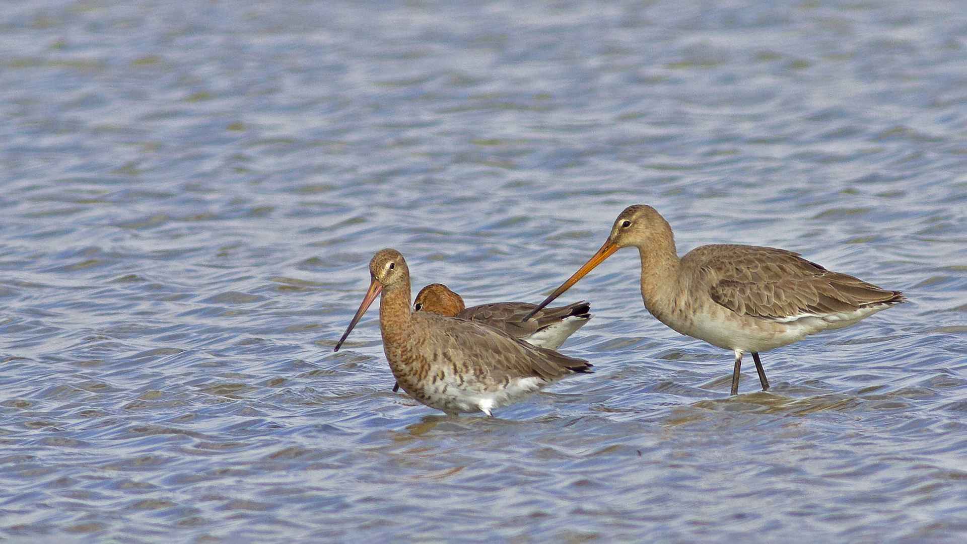 Black-tailed Godwit